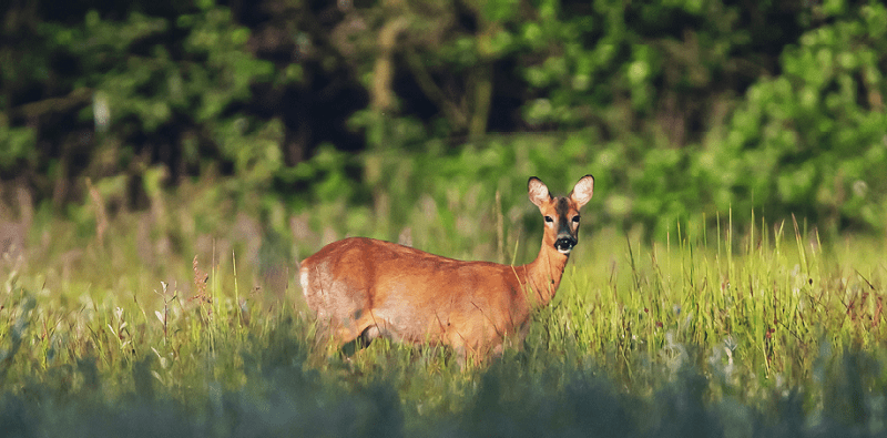 Сохранение биоразнообразия