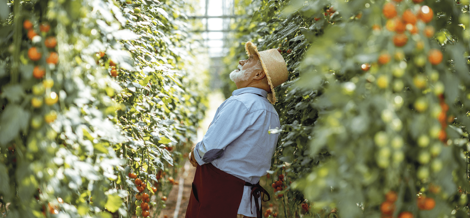 Разработка пробиотических кормовых добавок